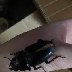 ホーペオオクワガタ♀の画像