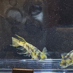 本日限定　金閣　メダカ　10個➕α　有精卵　めだか　メダカ　卵A-sめだか様直系の画像