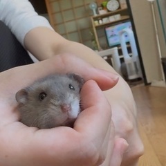 ハムスター里親募集 オス4匹 メス1匹