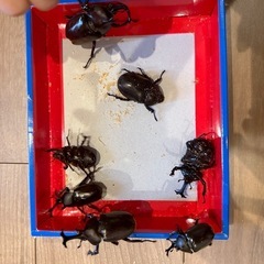 カブトムシの画像