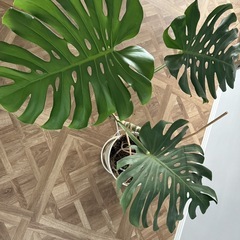 大きめ観葉植物・幹立ちモンステラの画像