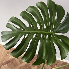 大きめ観葉植物・幹立ちモンステラの画像