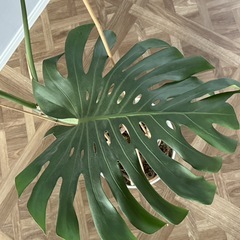 大きめ観葉植物・幹立ちモンステラの画像