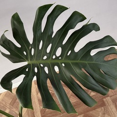 大きめ観葉植物・幹立ちモンステラの画像