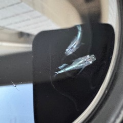 幹之　メダカ　ダルマ〜半ダルマ体型　幼魚　5匹　の画像