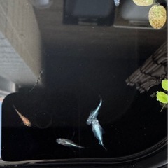 幹之　メダカ　ダルマ〜半ダルマ体型　幼魚　5匹　の画像