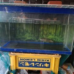 ノーザンバラムンディの画像