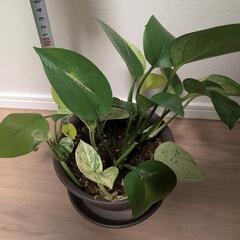 ポトス 寄せ植え 3種 セット 5号 レア マーブル ライム グリーンの画像