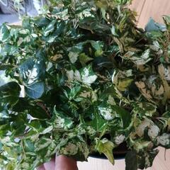 植物　ヘデラ　アイビー　班入り　コリブリ　の画像