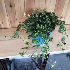 植物　ヘデラ　アイビー　班入り　コリブリ　の画像