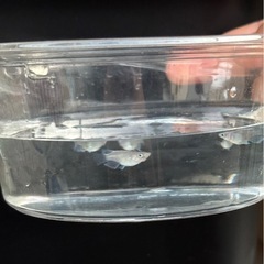 幹之　メダカ　ダルマ〜半ダルマ体型　幼魚　5匹　の画像