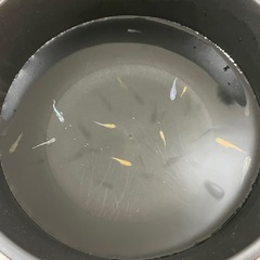 ①メダカ　若魚-幼魚　MIX 10匹の画像