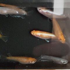【本日限定出品】　ちょっと怖い…　不気味なメダカ　10匹　メダカ　めだかの画像