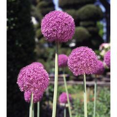 ギガンジウム球根の画像