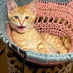 里親募集 チャトラ子猫