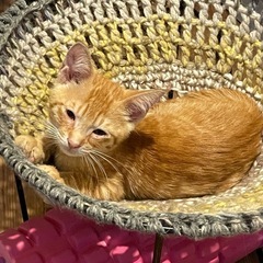 里親募集 チャトラ子猫 - 大分市