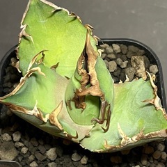 アガベ　チタノタ　毒液(管477の画像