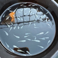メダカ　狼牙　画像すべての画像