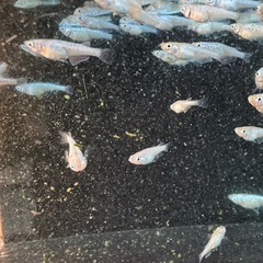 メダカ　狼牙　画像すべての画像