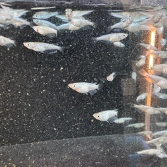 メダカ　狼牙　画像すべての画像
