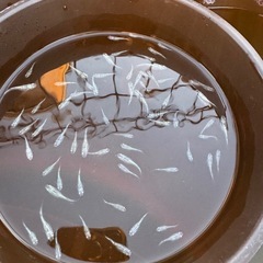 メダカ　狼牙　画像すべての画像
