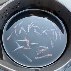 【決まりました】メダカ　花魁　画像すべての画像