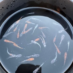 【決まりました】メダカ　花魁　画像すべての画像