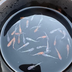 【決まりました】メダカ　花魁　画像すべての画像