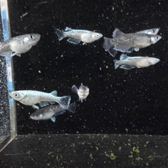 【決まりました】メダカ　グラディオブラック　画像すべての画像