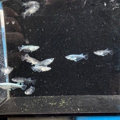 【決まりました】メダカ　グラディオブラック　画像すべての画像