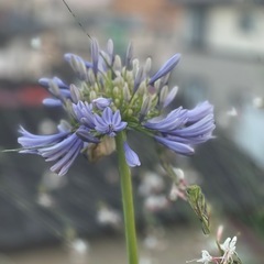 薄紫の花の株の画像