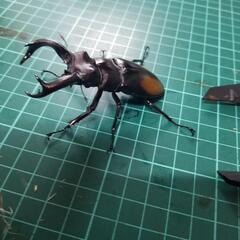 ①第9回国産クワガタカブトムシ安売り‼️の画像
