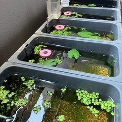 MIXめだかの画像