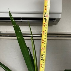 観葉植物　大型　青年の木　
ユッカの画像