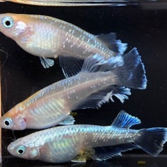 現物　レッドクリフ紅白　２ペア＋１匹　メダカの画像