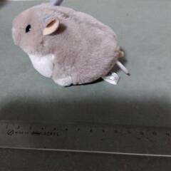 ブルブルハムスターの画像