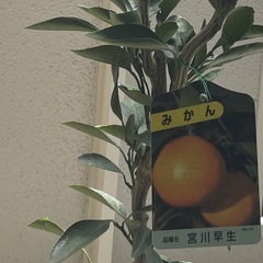みかんの木 3年目 実付きの画像
