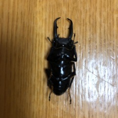 クワガタ　オス40㍉
の画像