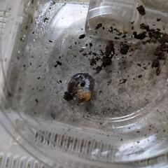 メタリフェルホソアカクワガタパープル系初令〜2令幼虫3頭の画像