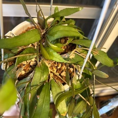 リプサリス　ラムローサの画像