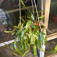 リプサリス　ラムローサの画像