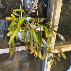 リプサリス　ラムローサの画像