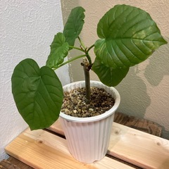 ウンベラータ(小)の画像