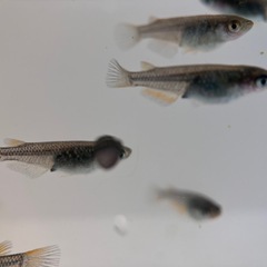 現物出品　令和サファイア　メダカ　１２匹の画像