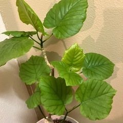 ウンベラータ(腰丈)の画像