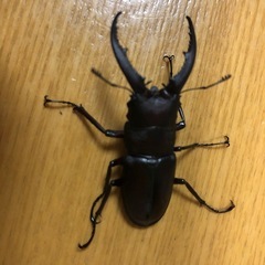 クワガタ♂50㍉の画像