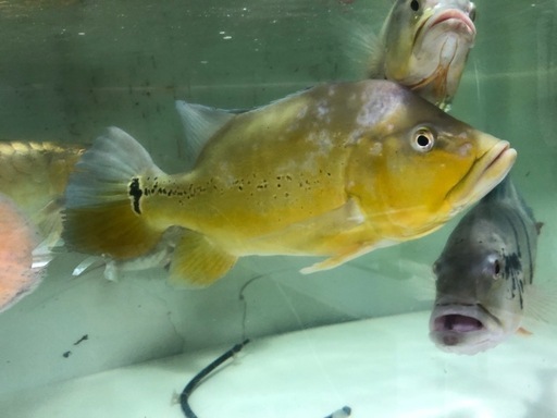 キクラインターメディア