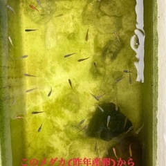 ❤メダカ稚魚 ＆卵 50匹～の画像