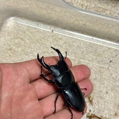 オオクワガタ♂♀♀３頭セットの画像