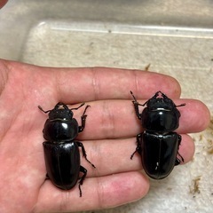オオクワガタ♂♀♀３頭セットの画像